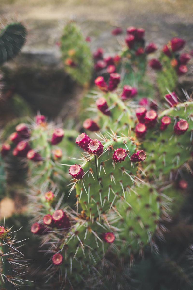 Benefits of Prickly Pear for Skin - Life Elements