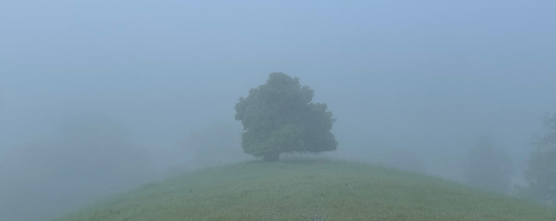 A lone tree in the fog representing strength as a sustainable metaphor