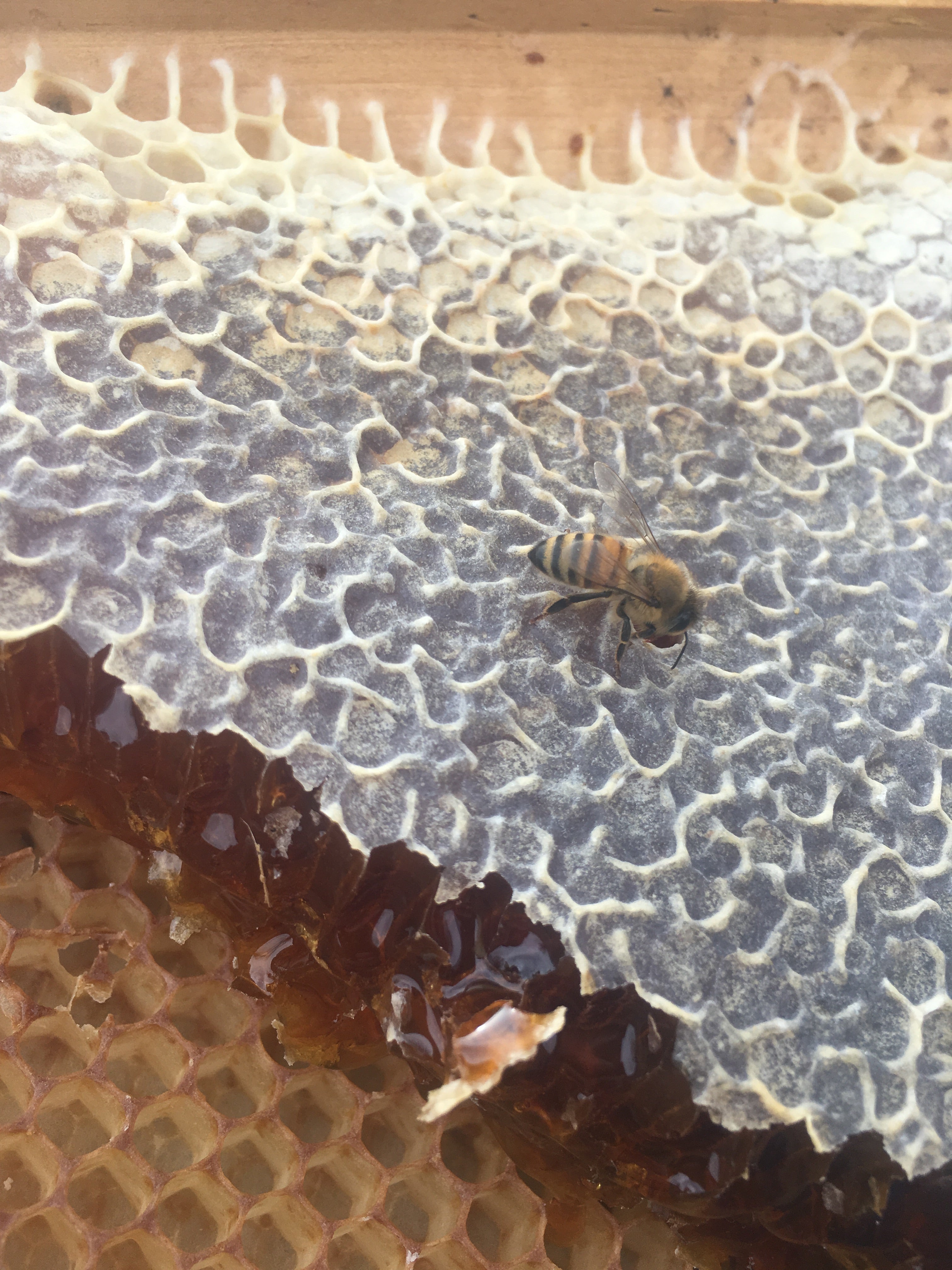 Fresh honey in a hive, harvested for use in skin care