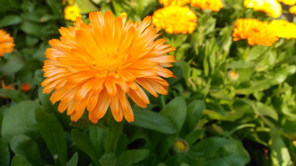 Calendula: uses for skin, inflammation and sleep - Life Elements