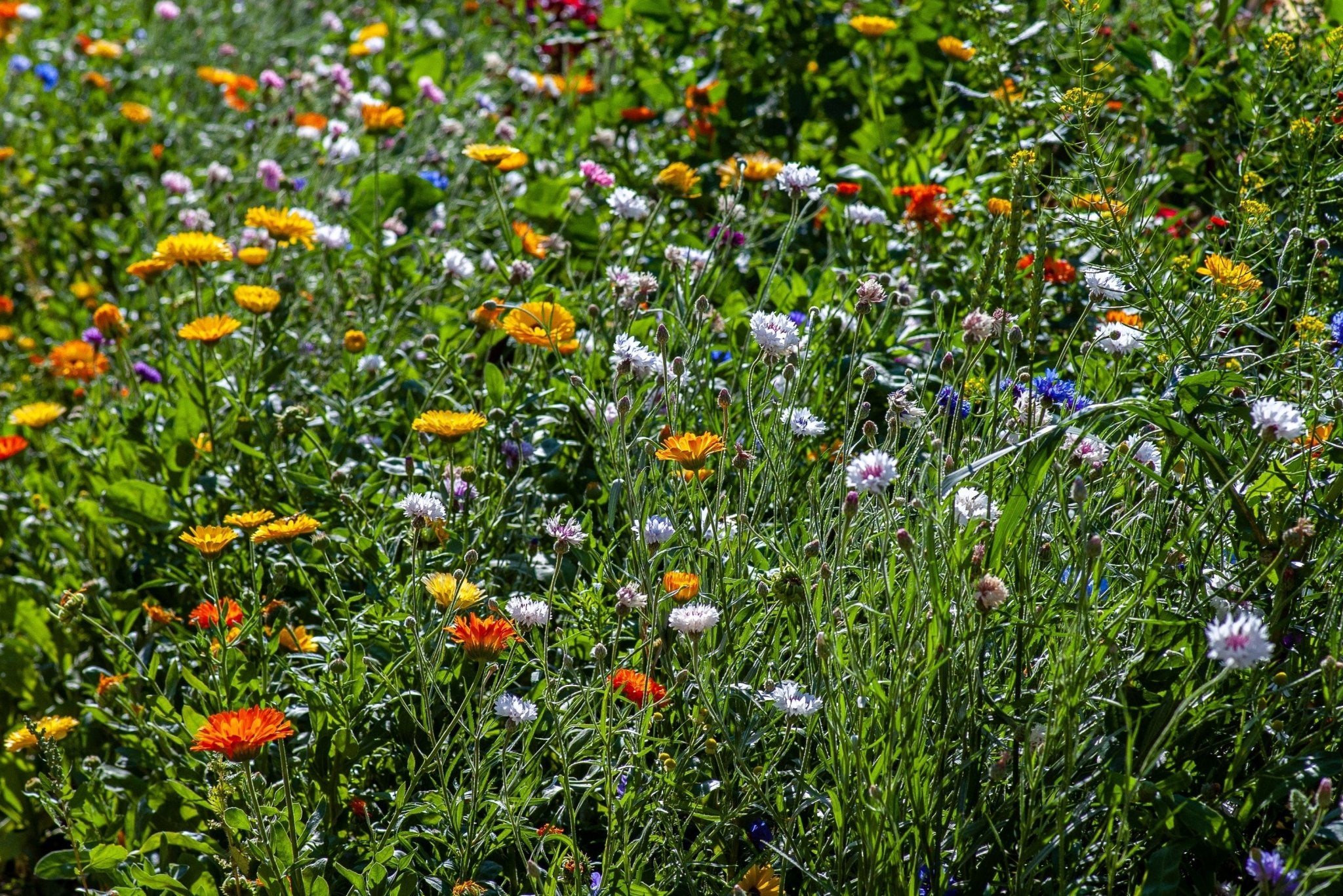 What are the Benefits of Calendula? - Life Elements