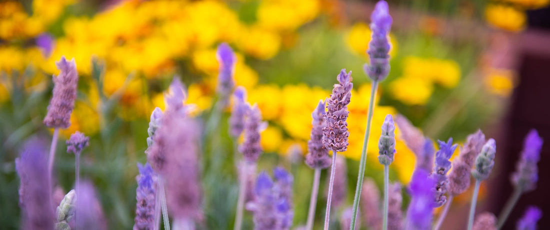 Your Body Is A Farm - Life Elements