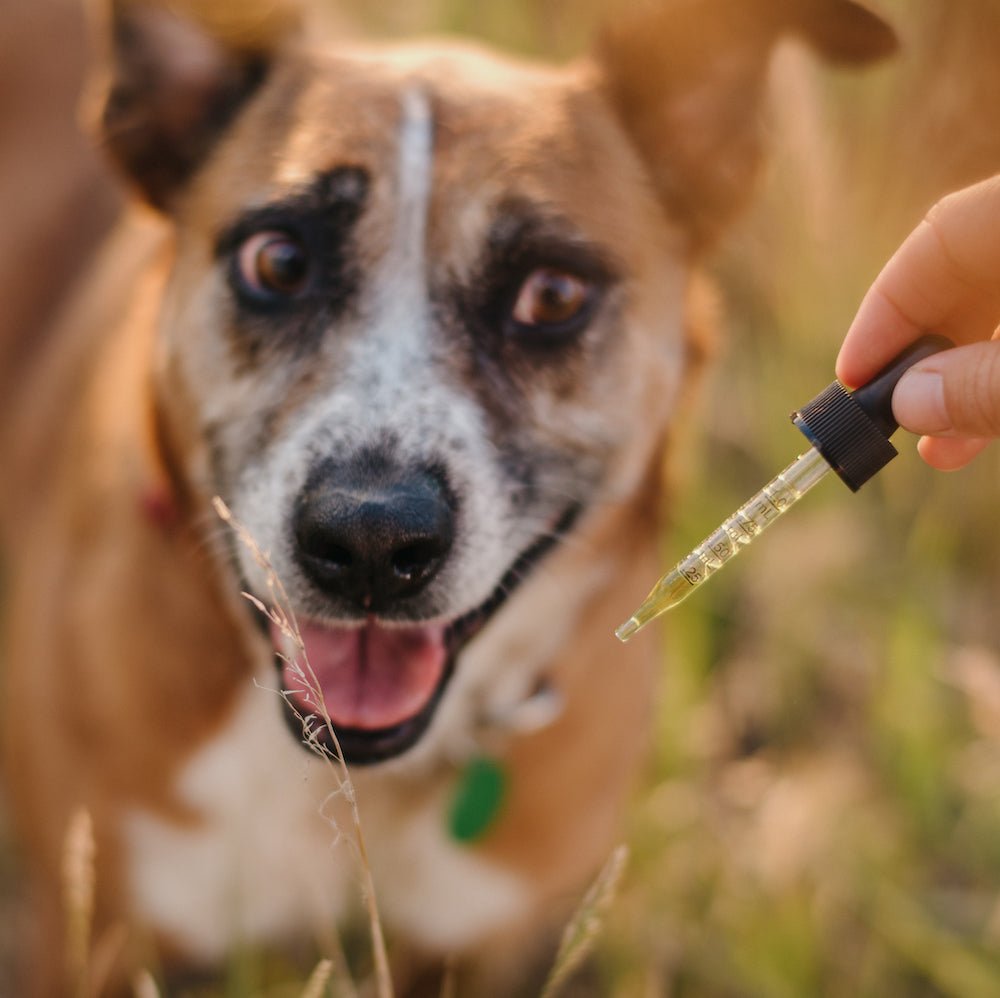 Pet Boost - 300mg | 1fl oz - Life Elements